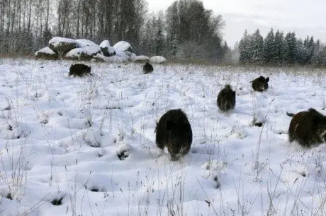 alytausgidas sernaiziejpg1
