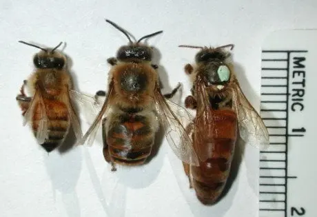 alytausgidas sirs1