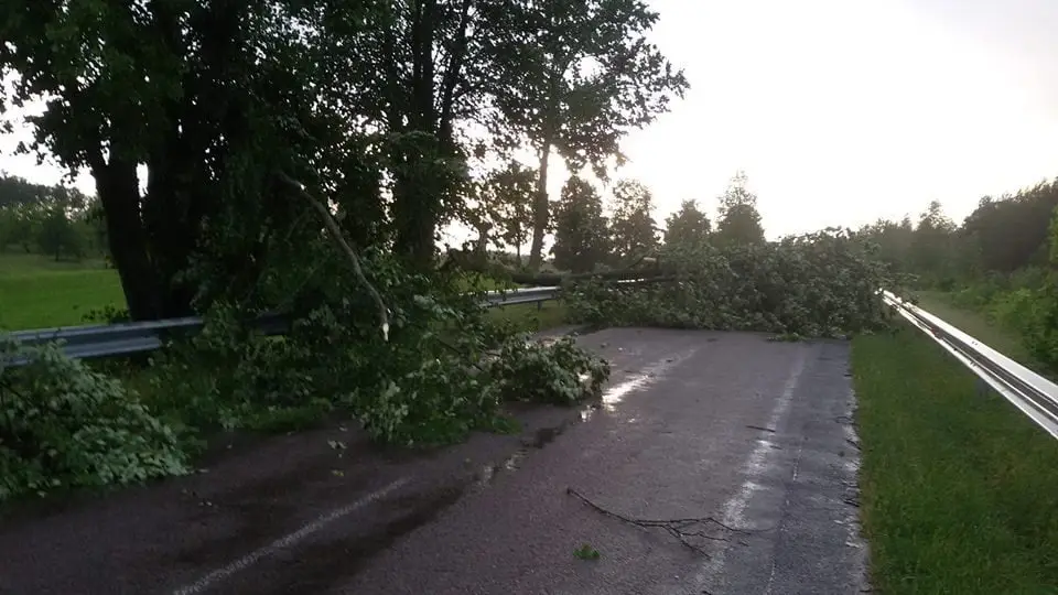 alytausgidas skval nijol dauks