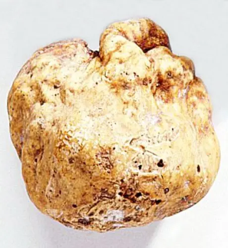 alytausgidas trums1