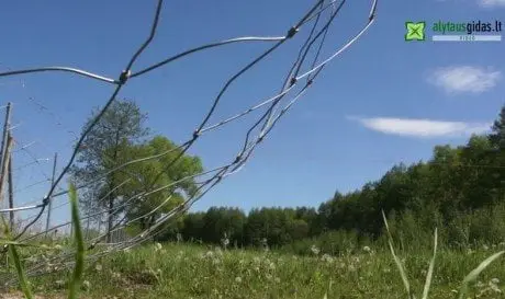 alytausgidas tvorser1