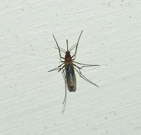 alytausgidas uodas1