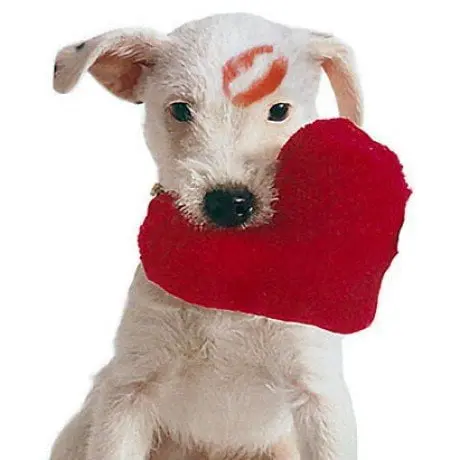 alytausgidas valentine1