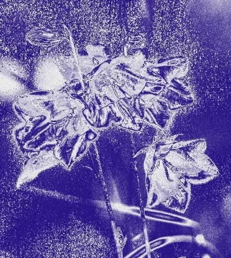 alytausgidas varpelis 441