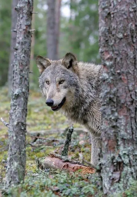 alytausgidas vilk3