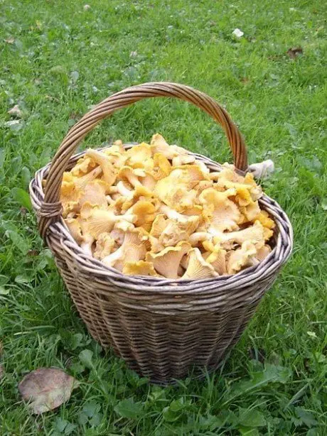 alytausgidas voveraite4