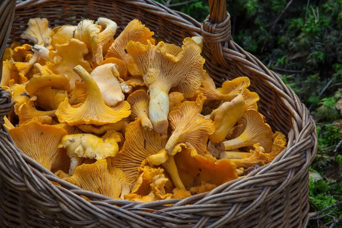 alytausgidas voveruska