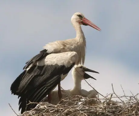 alytausgidas white stork 263781