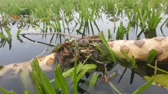 alytausgidas zuvintas
