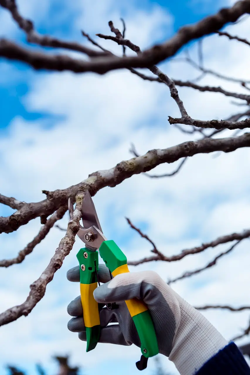 close up man cutting dried branches