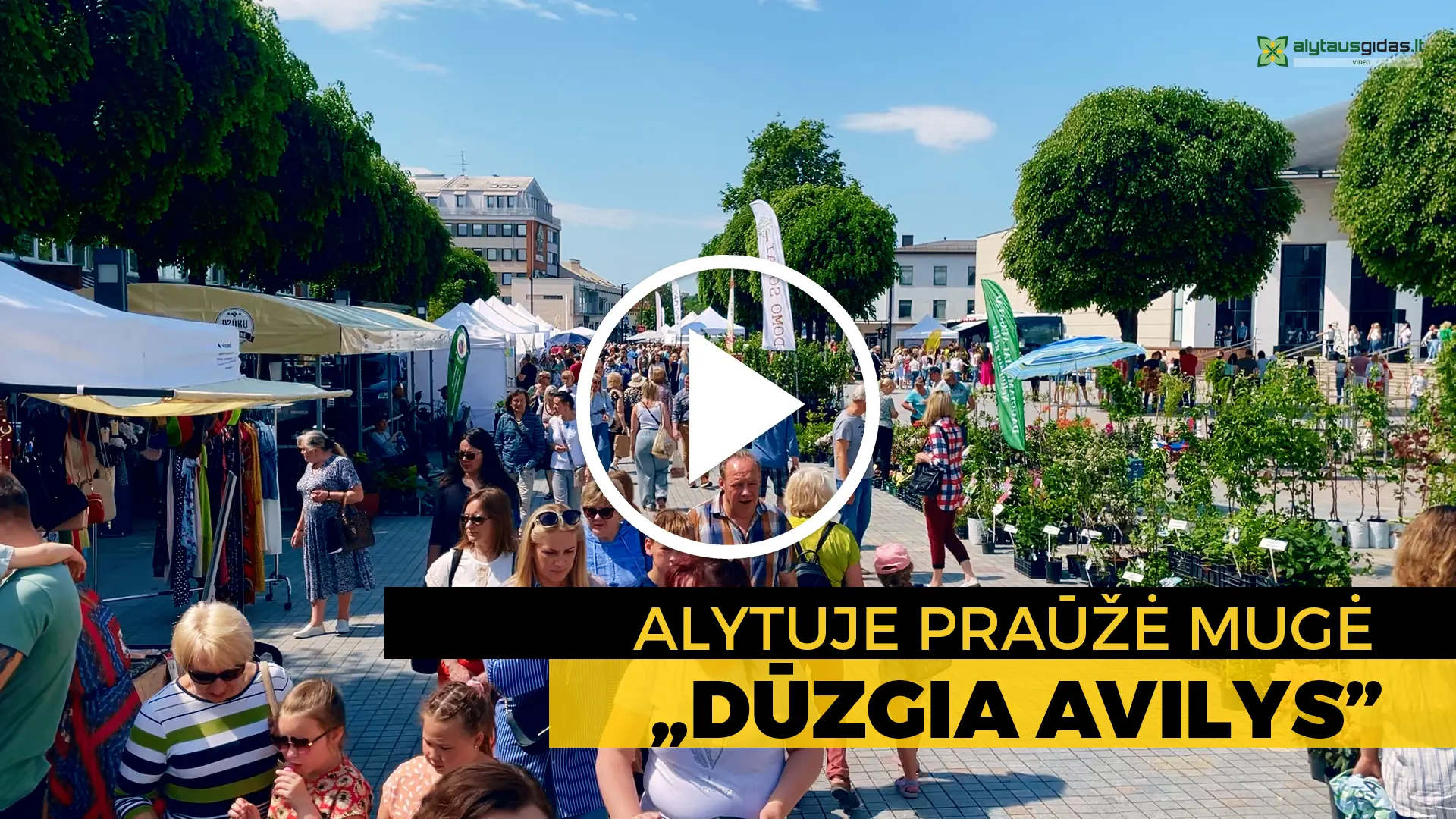 duzgia avilys play