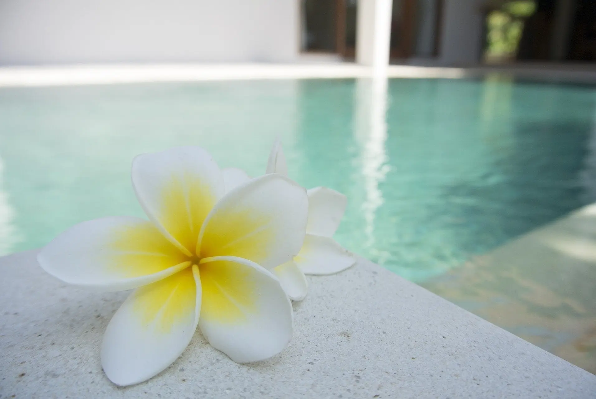 flower 1460889 1920