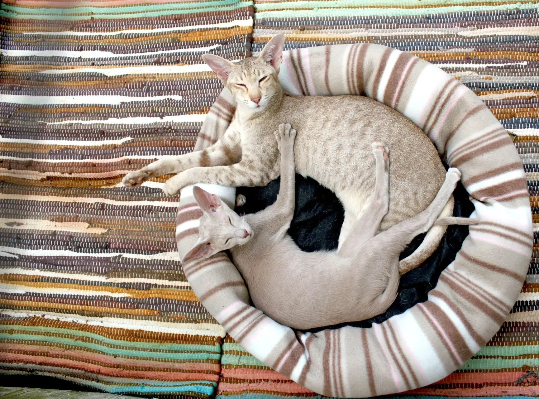 ghj
