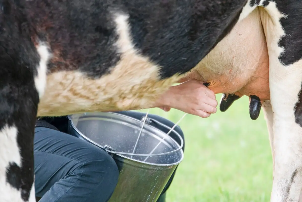 hand milking cow mkn