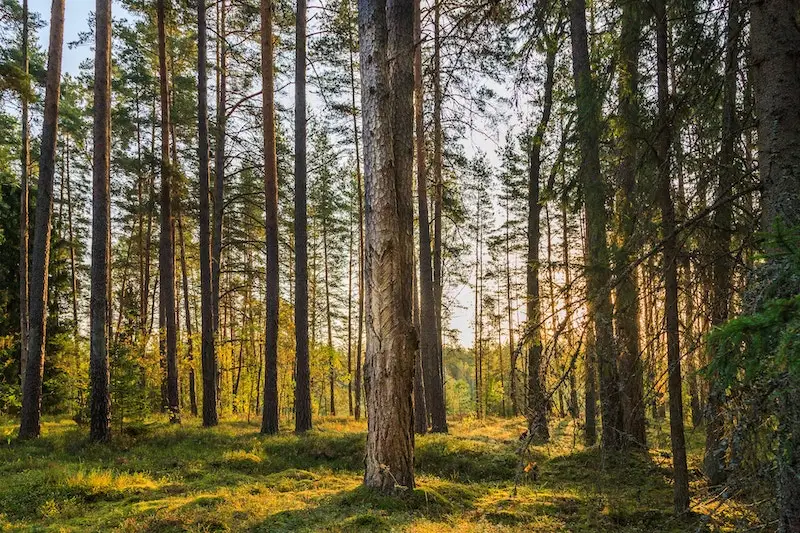 parduoda miska