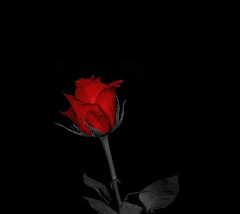 roze jurgiui