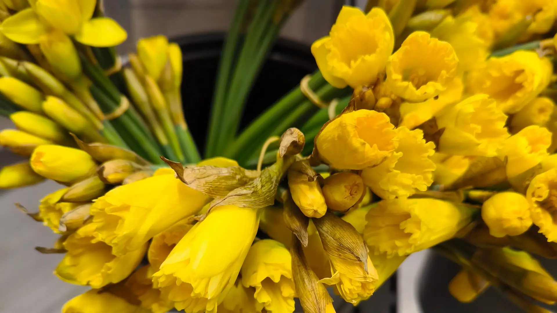 tulpe