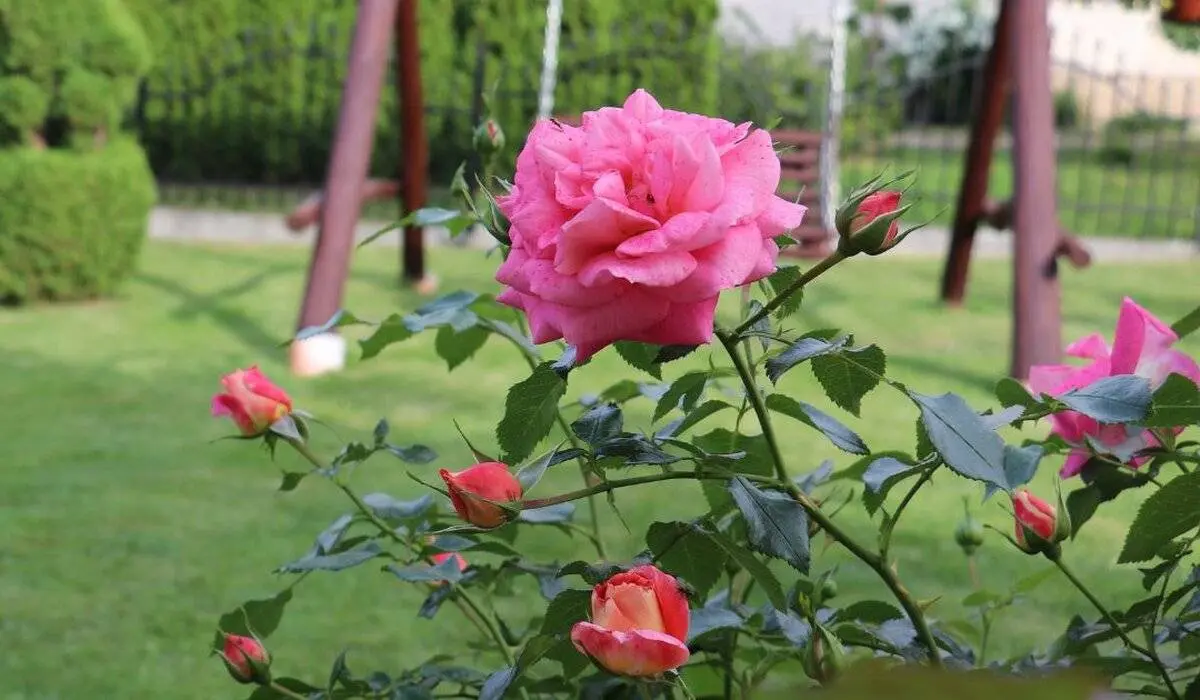 crop_1200x700_arsa-vizualai-nauji-17