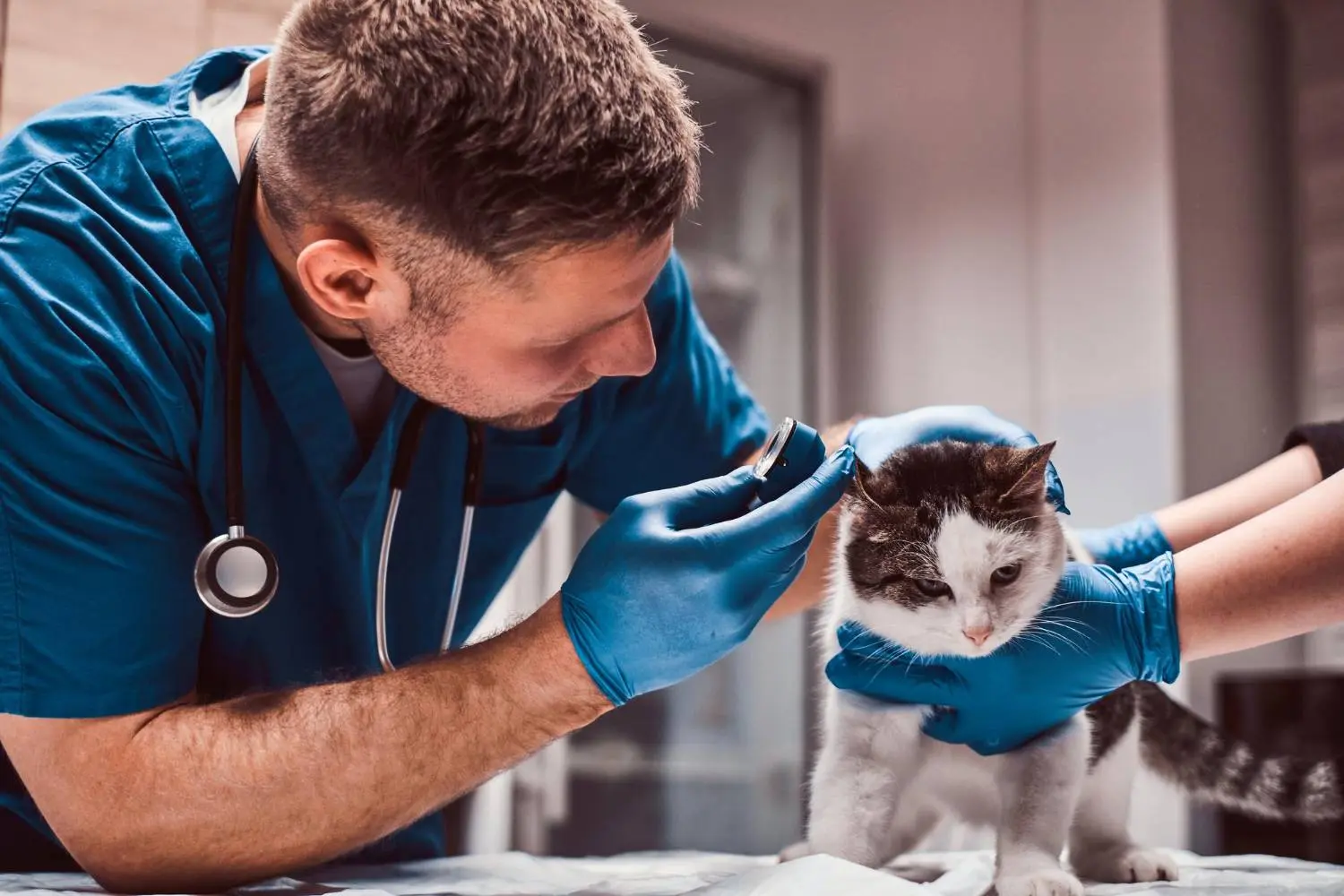 kaip-issirinkti-veterinarijos-klinika-7-dalykai-i-kuriuos-verta-atkreipti-demesi