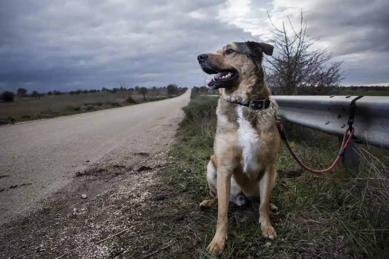 animali abbandono strada