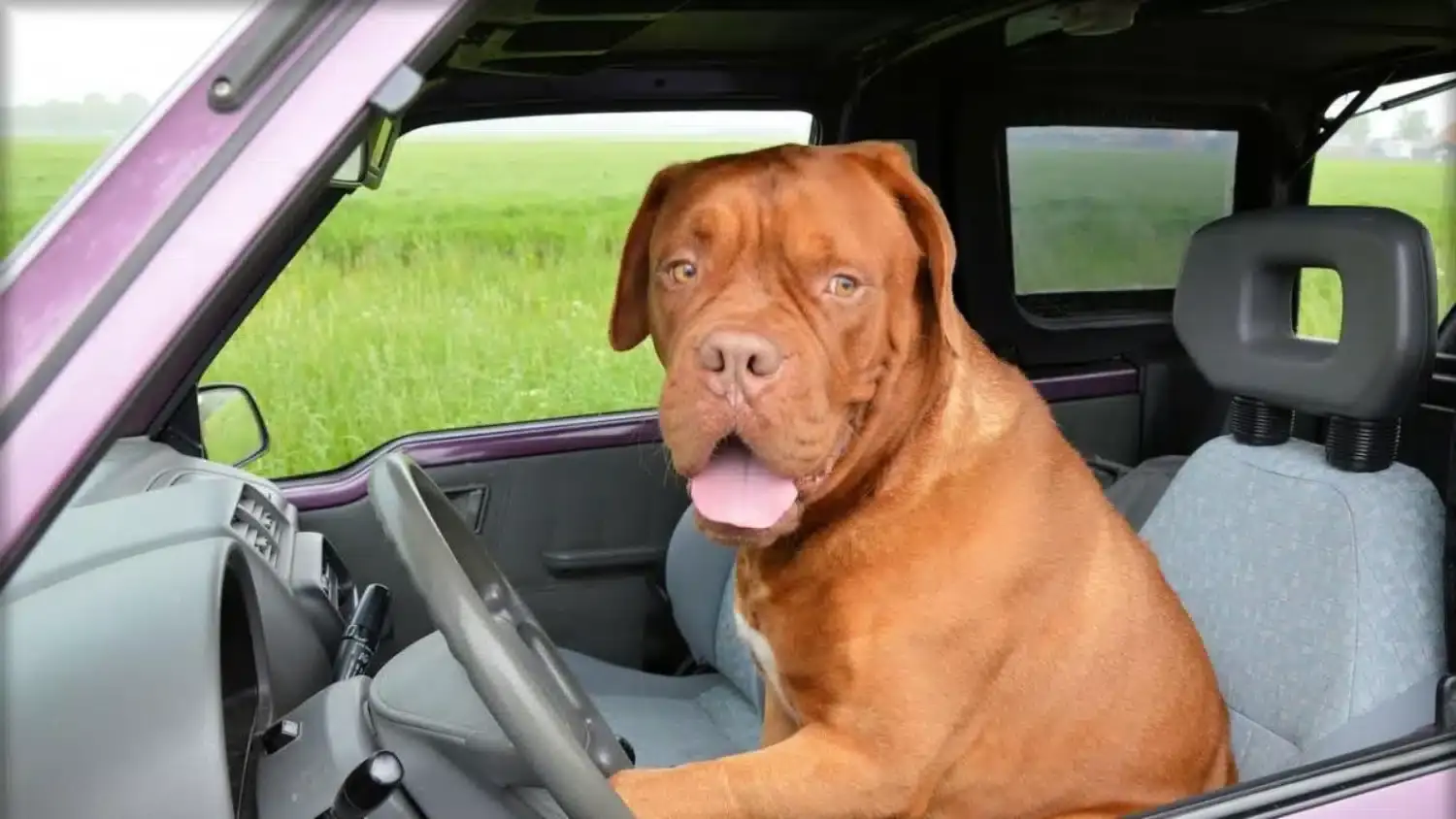 cane al volante