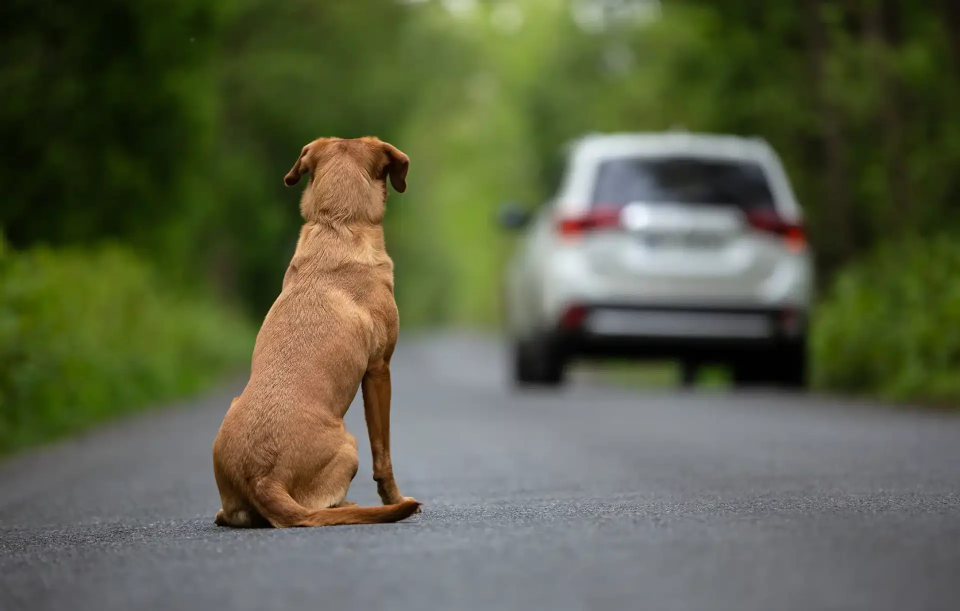 cani abbandonati legge codice della strada 2024