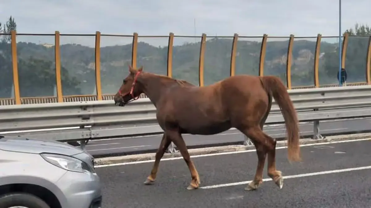 cavallo tangenziale 19aprile2023 1200x675 1