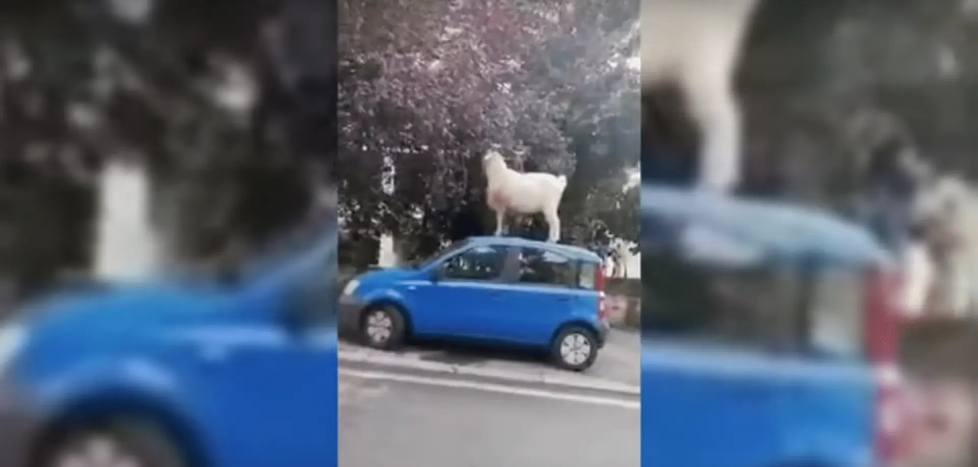 panda capra