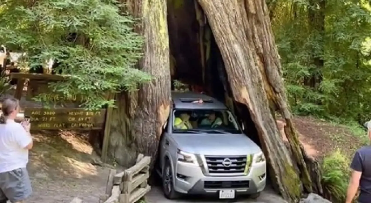 sequoia auto stati uniti