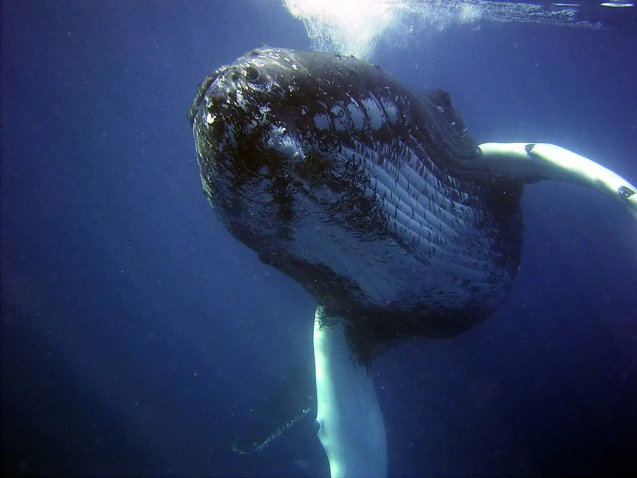 solana whales