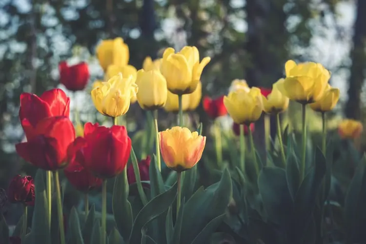 tulpen