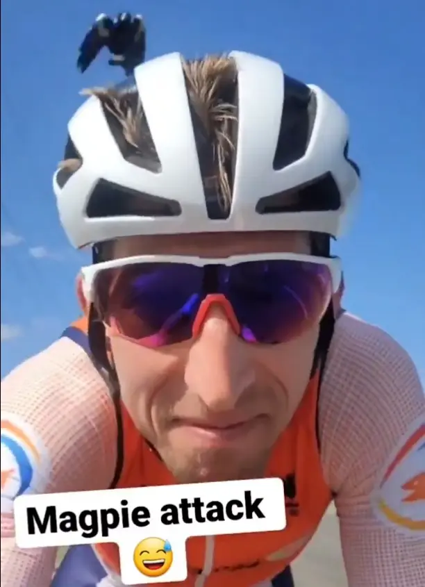 Mollema Magpie