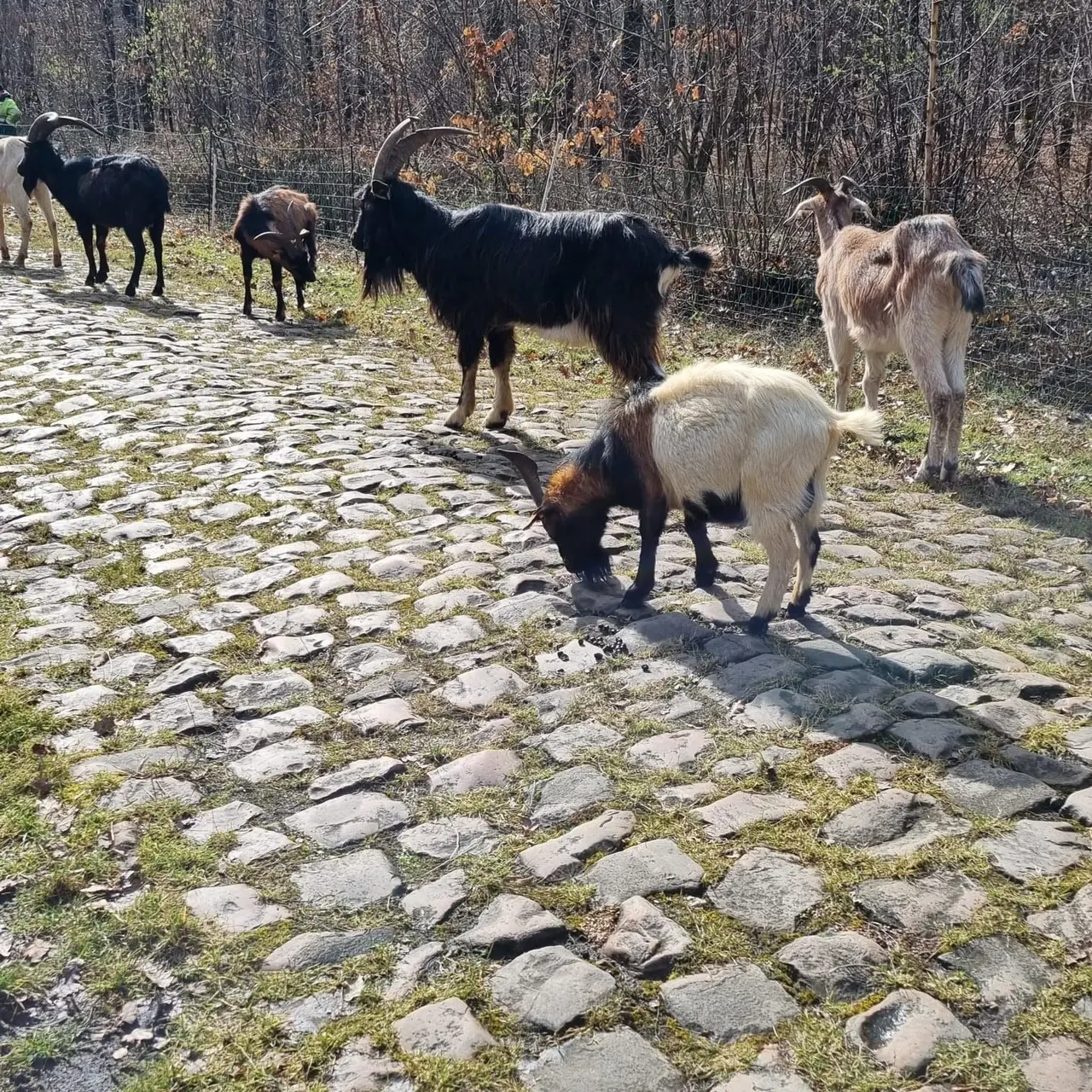 goatsparisroubaixarenberg