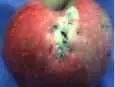 1140128204apple virus