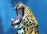 1193463451leopard