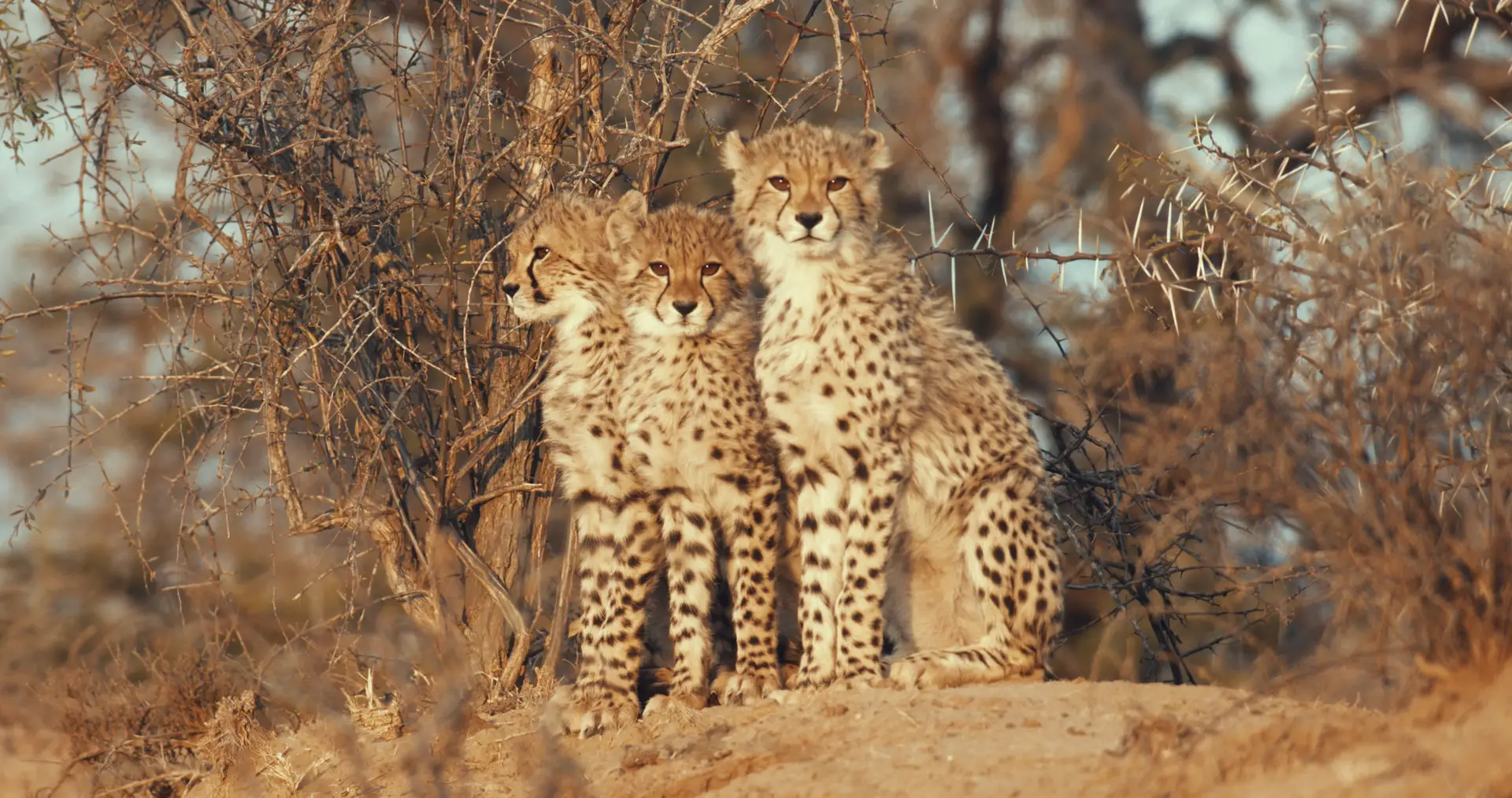 a cheetahs pride lost and found