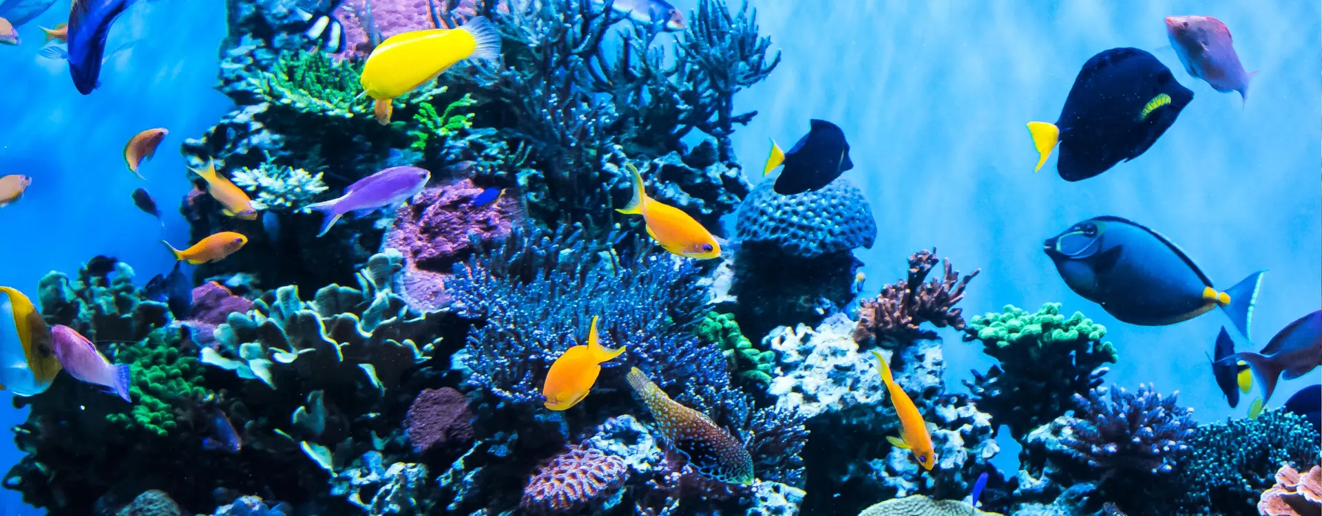 aquarium