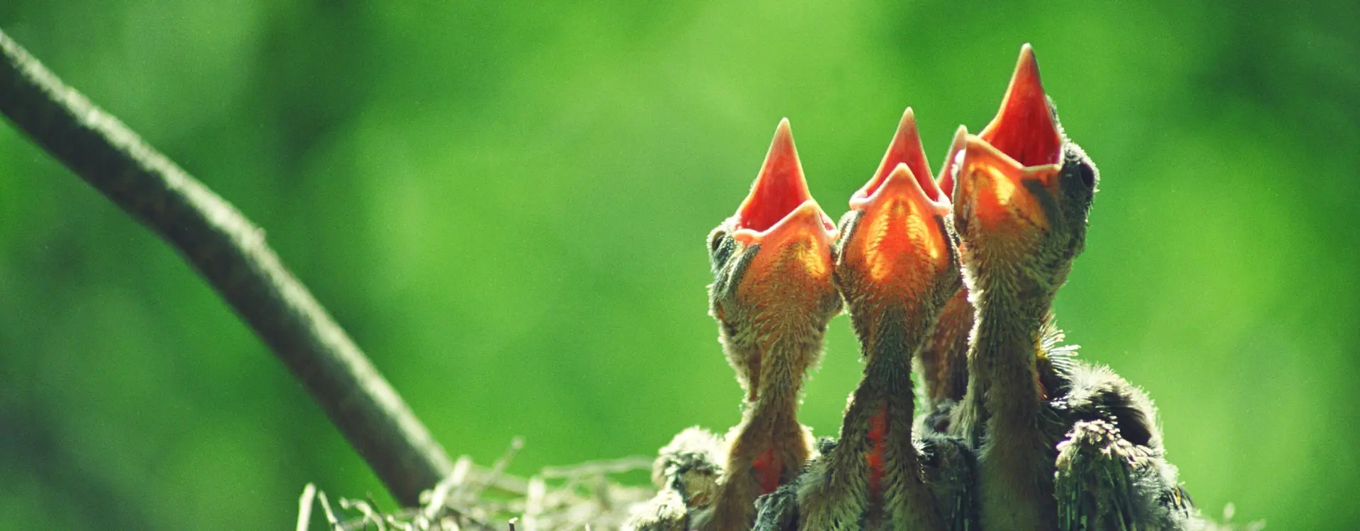 birds