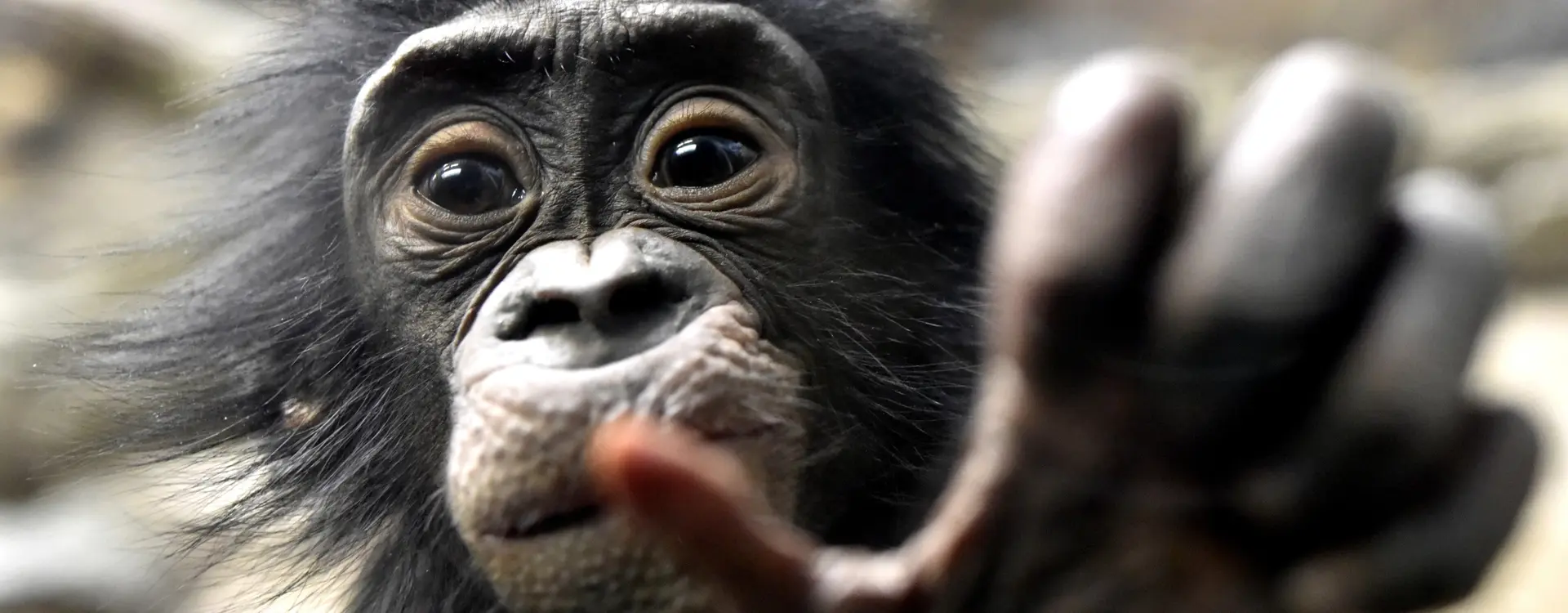bonobo
