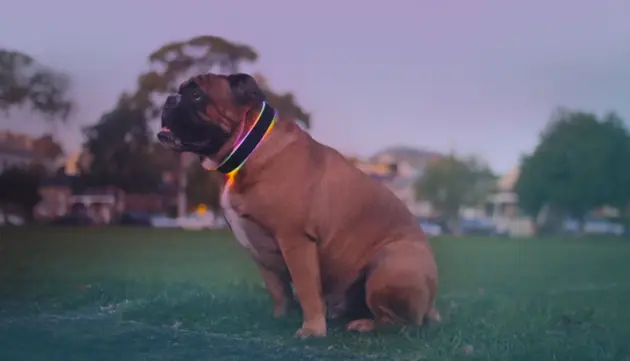 buddy halsband hond