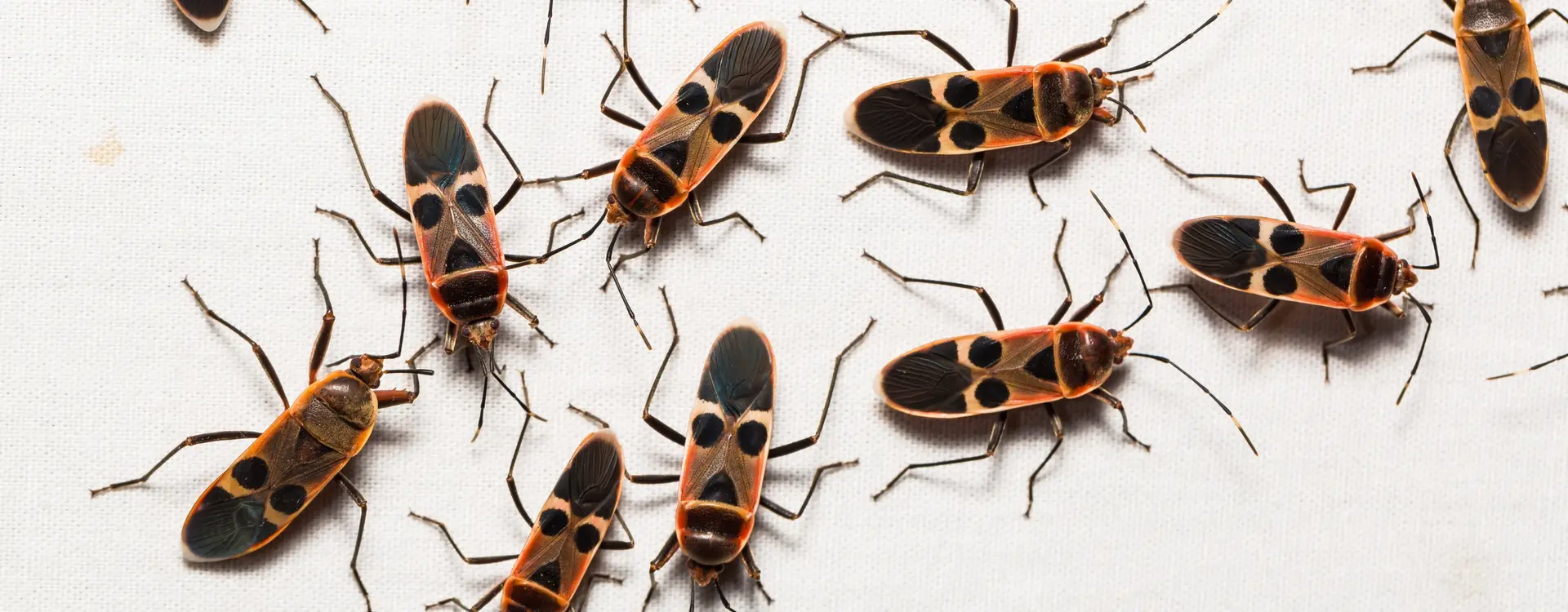bug bounty