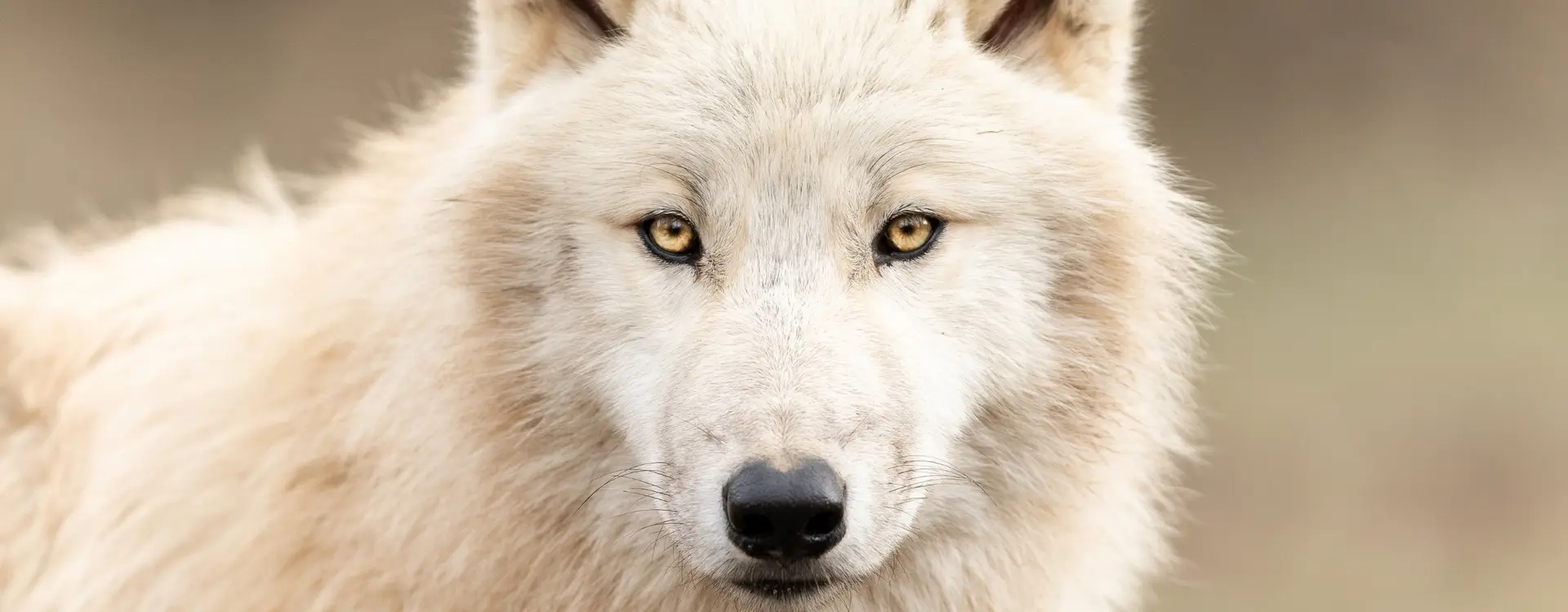 direwolf