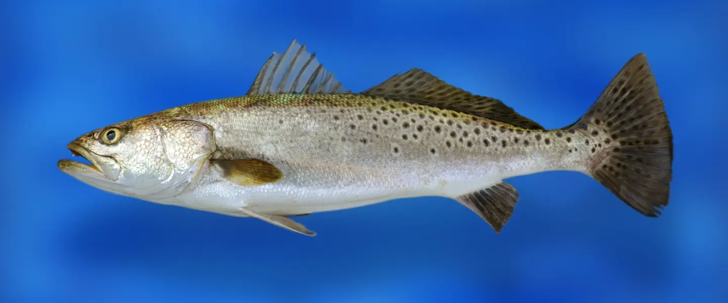 forel