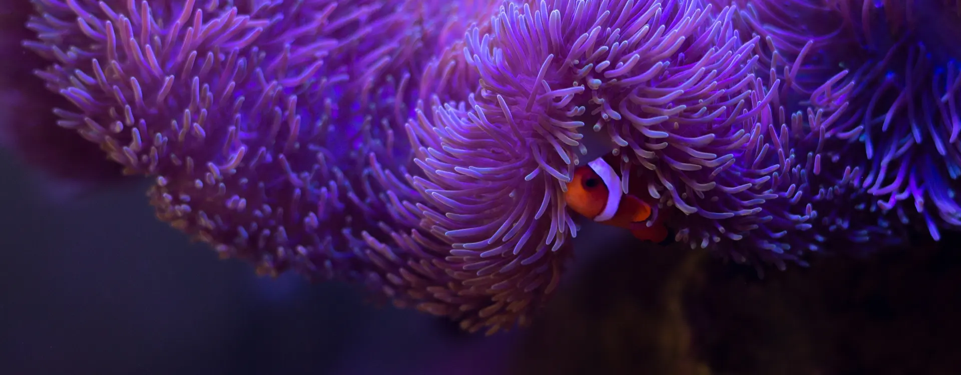 great barrier reef