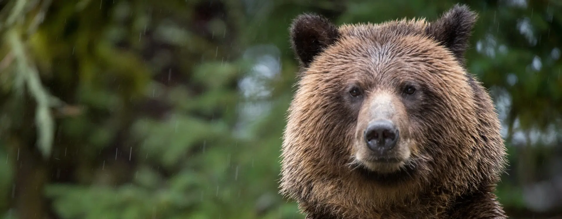 grizzly