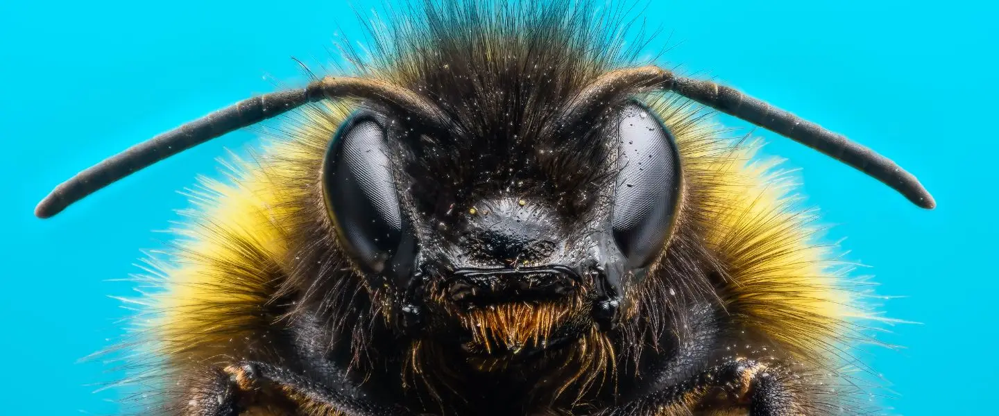 hommel lego