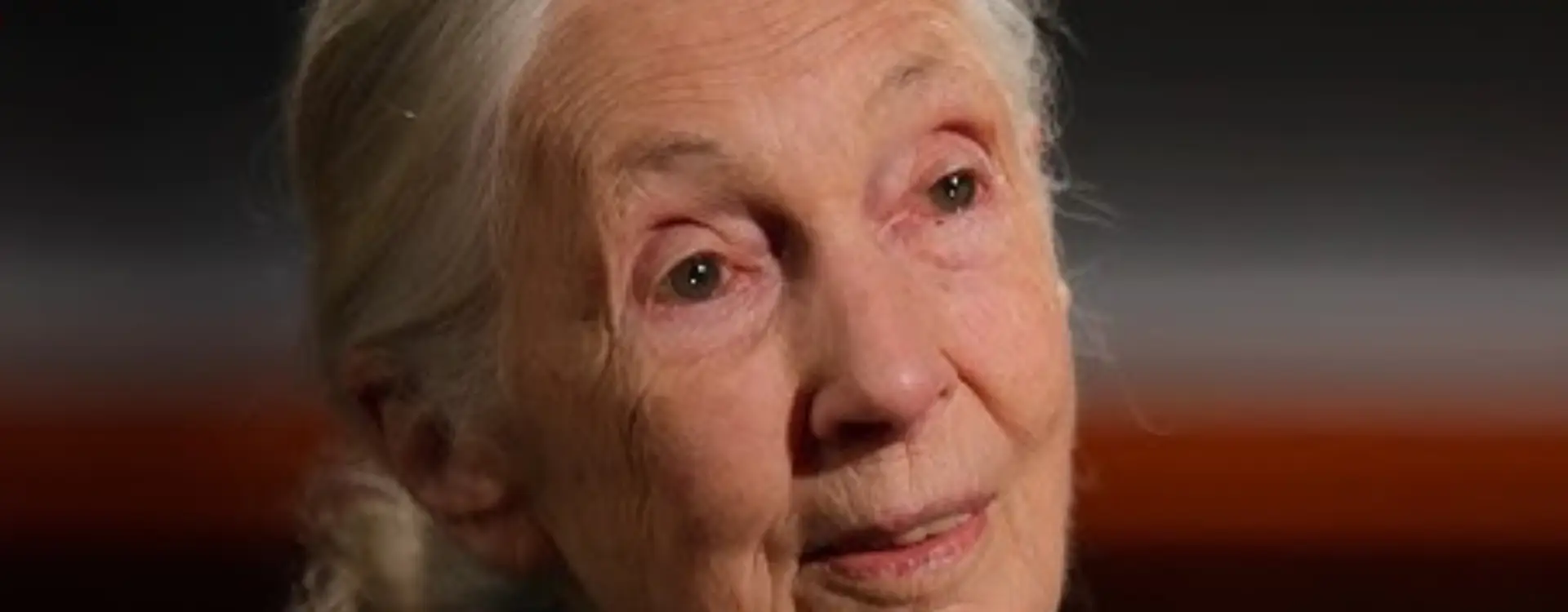 jane goodall