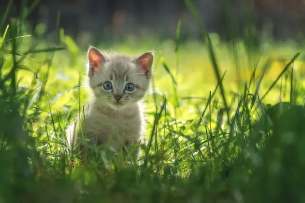 kattenfilmpjes vrolijk onderzoek kitten