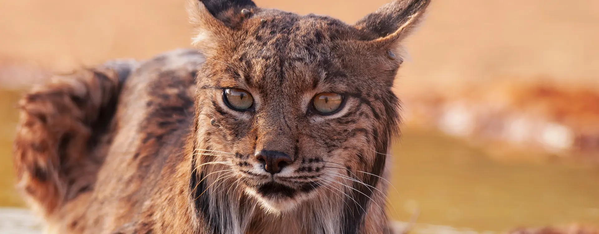 lynx