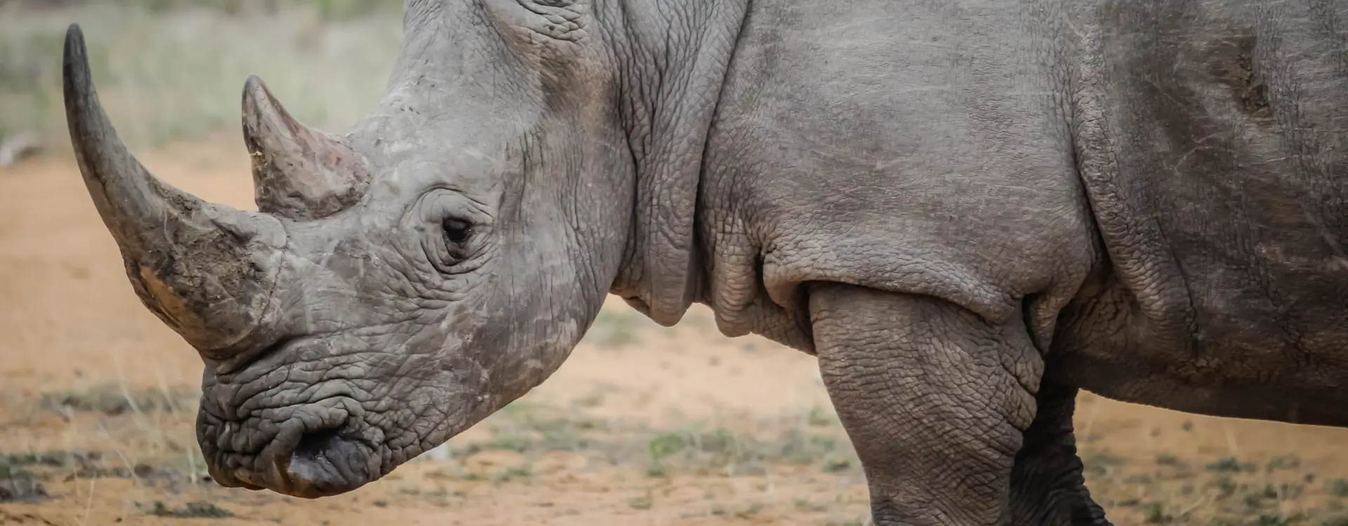 neushoorn